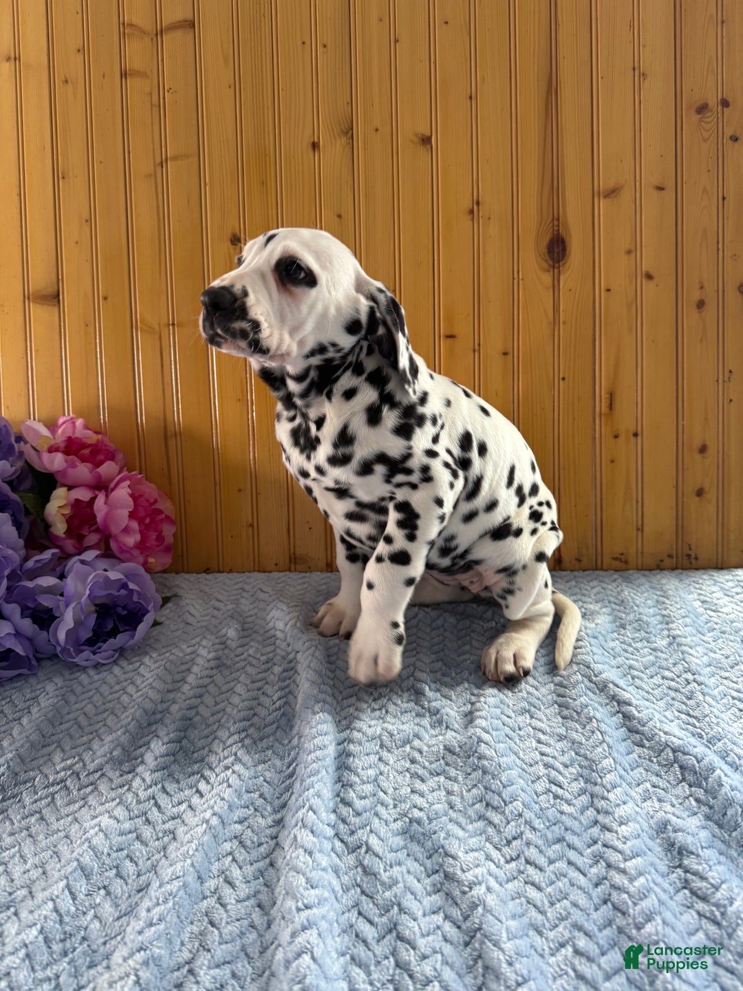 Dalmatian dogs for sale: Tessa - Ad 8
