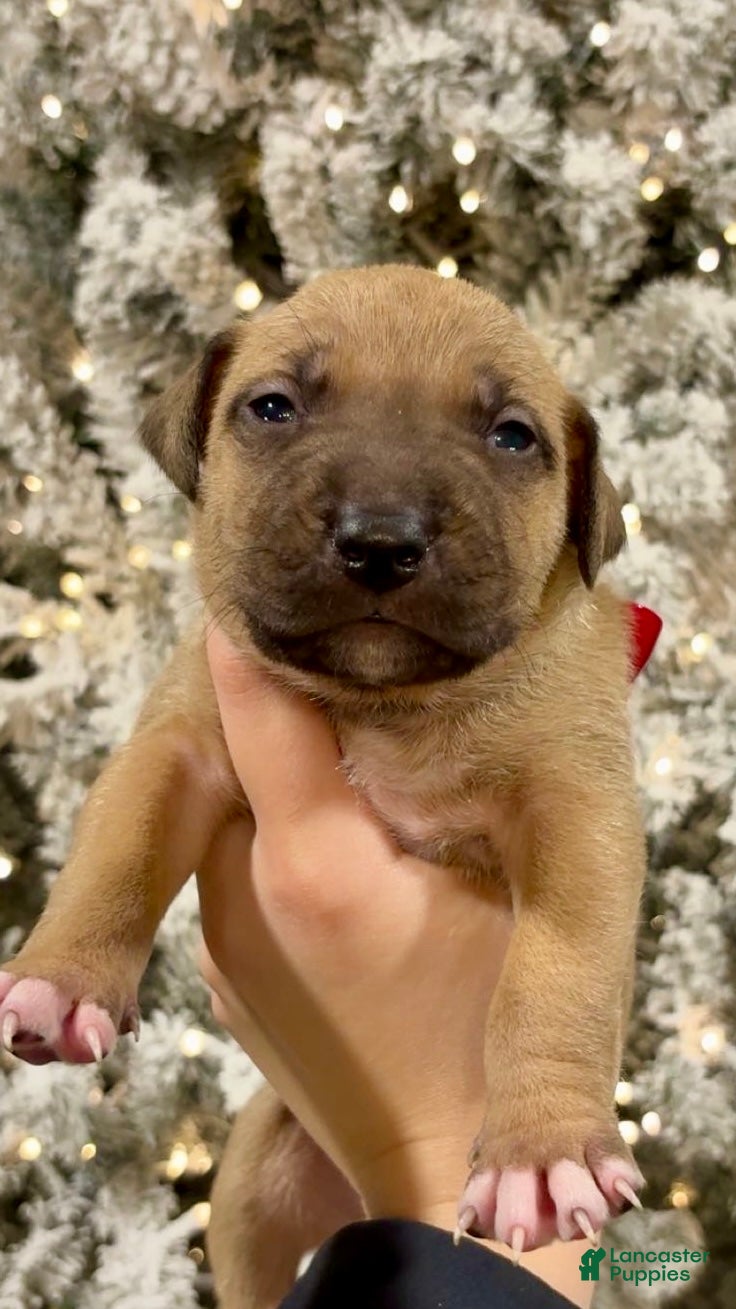 Mixed Breed dogs Beast - Ad 18