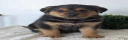 Mixed Breed dogs for sale: Finn - Ad 6