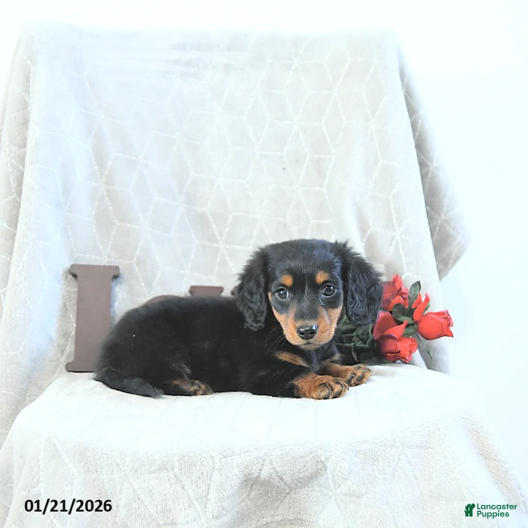 Miniature Dachshund dogs for sale: Milo - Ad 4