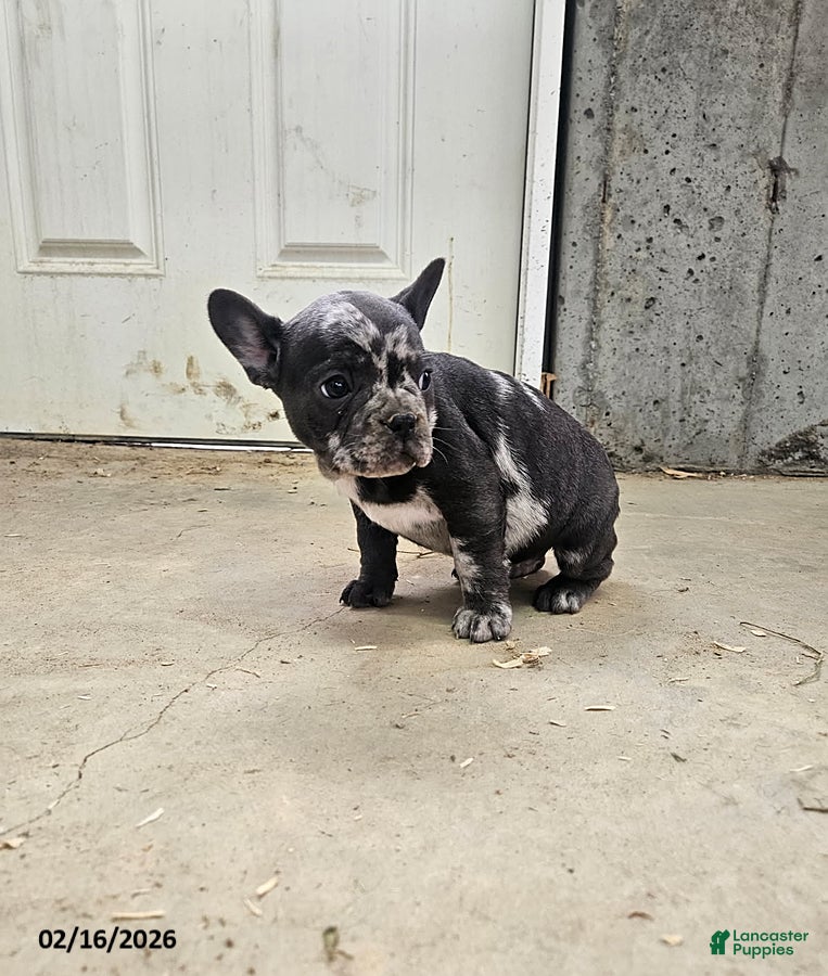 Frenchton dogs Buttons - Ad 1