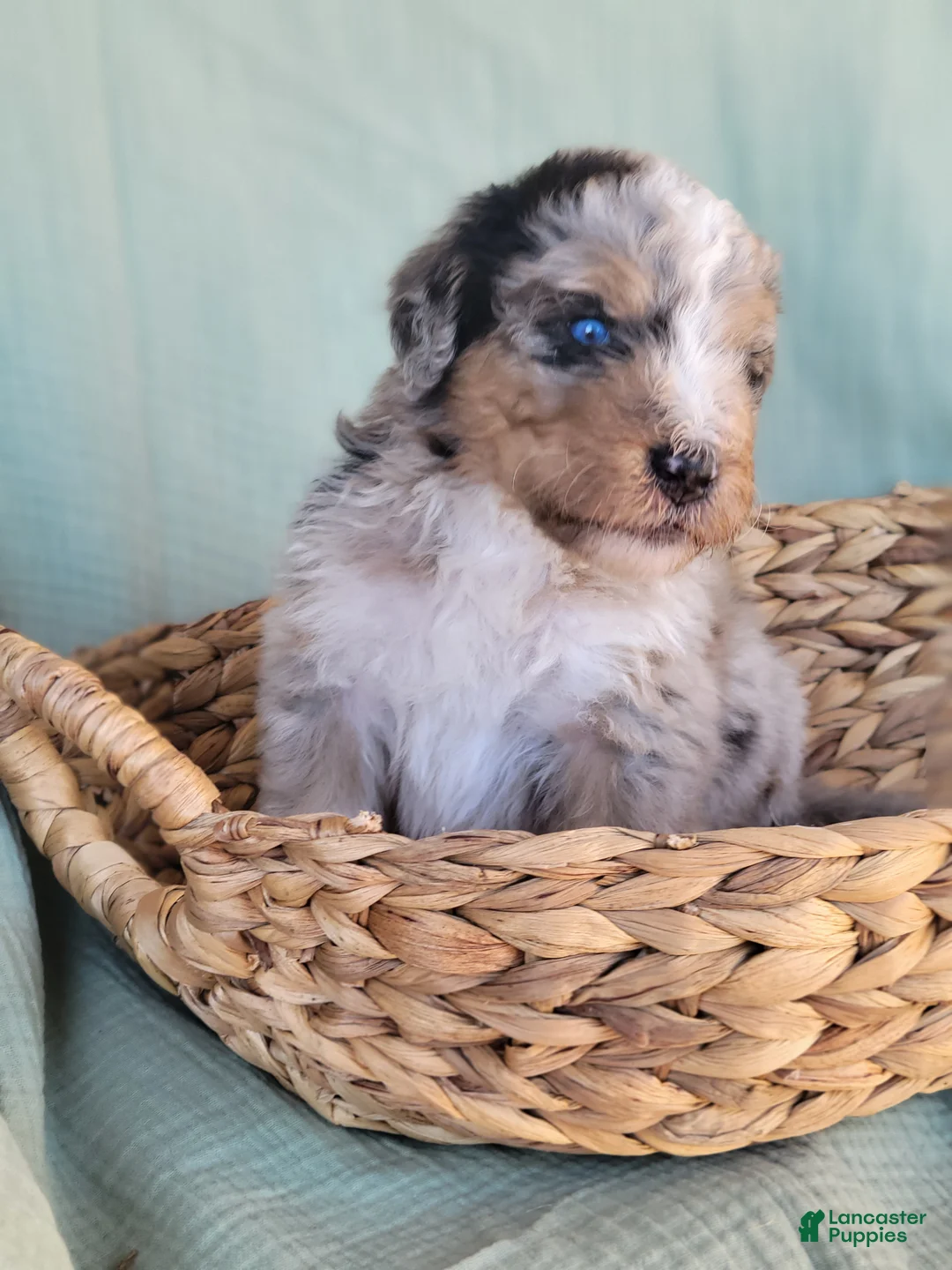Aussiedoodle dogs for sale: Aussiedoodle Pascal - Ad 2