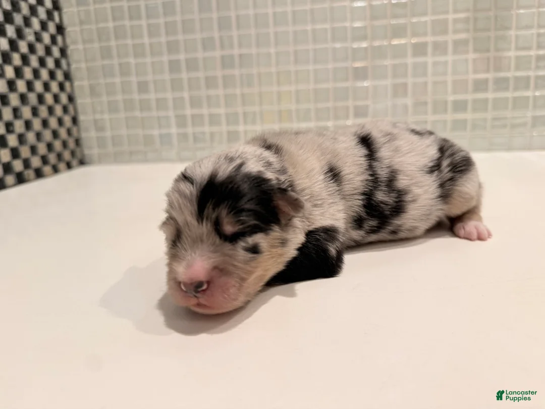 Australian Shepherd dogs for sale: Chanel - Ad 5