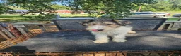Wire Fox Terrier dogs for sale: Wire Fox Terrier Male 1 - Ad 4