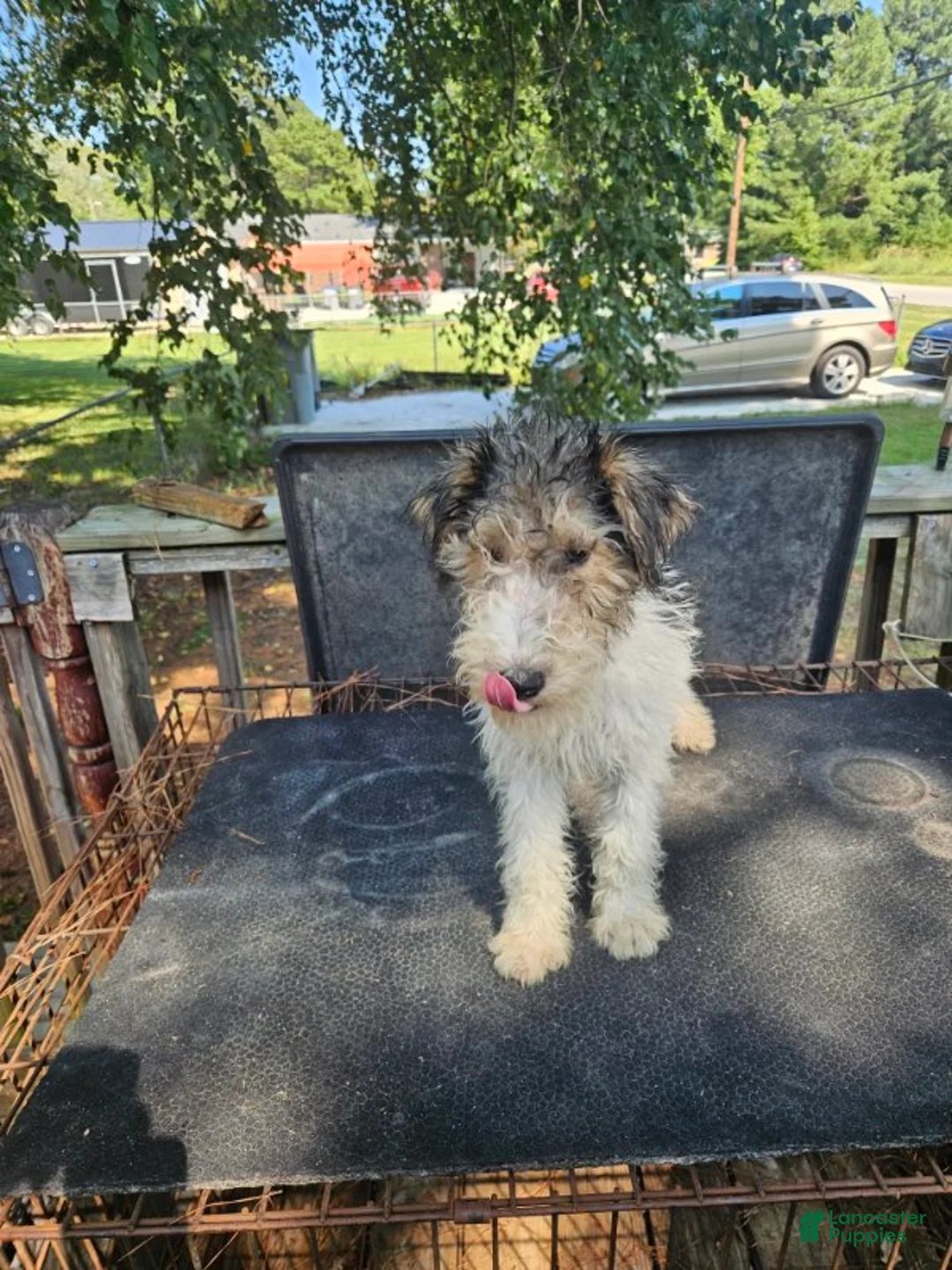 Wire Fox Terrier dogs for sale: Wire Fox Terrier Male 1 - Ad 4