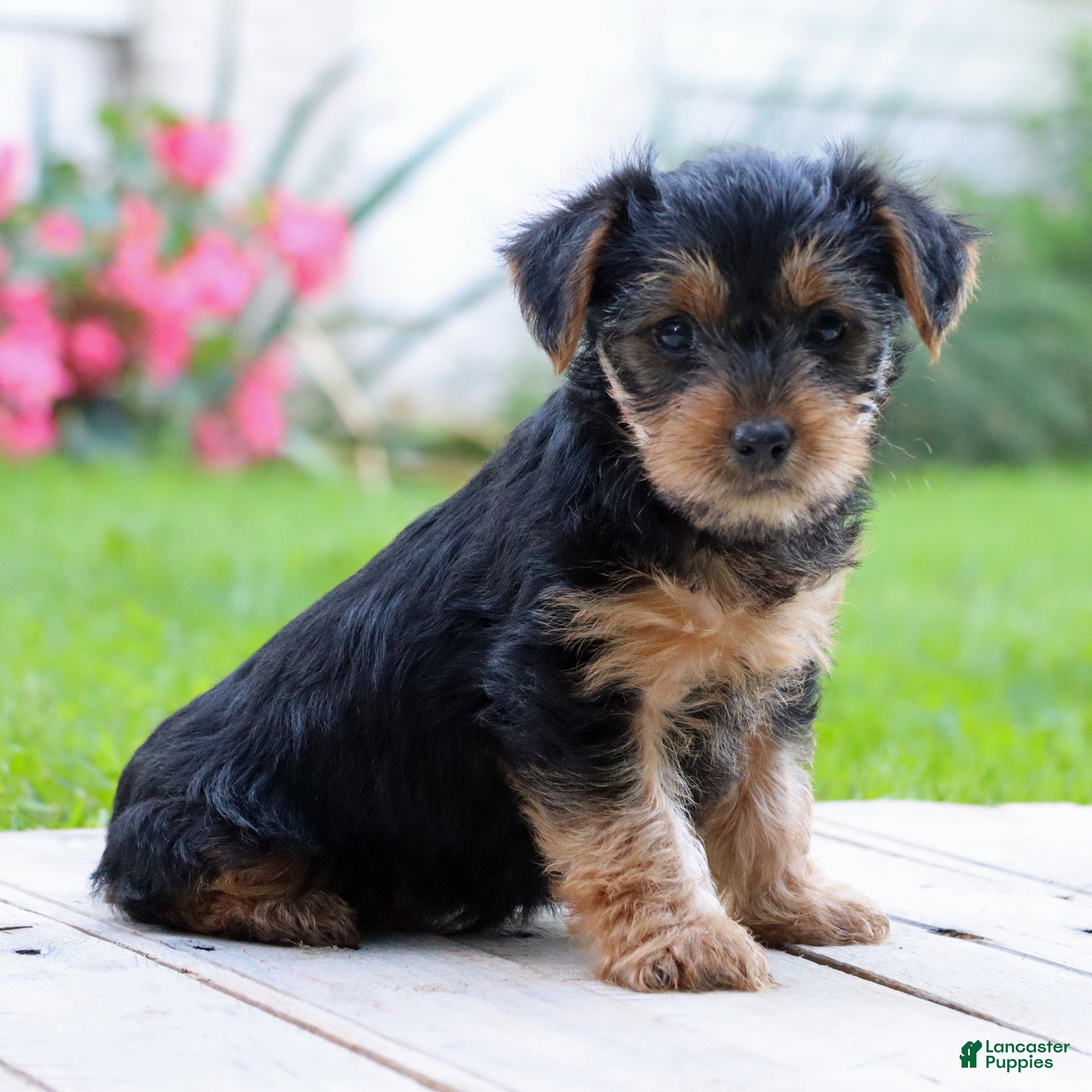 Yorkshire Terrier dogs Zoe - Ad 1