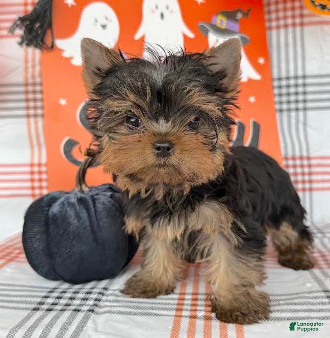 Yorkie Puppies Yorkshire Toy Olx Older Yorkshire Terrier Puppies - Main Image