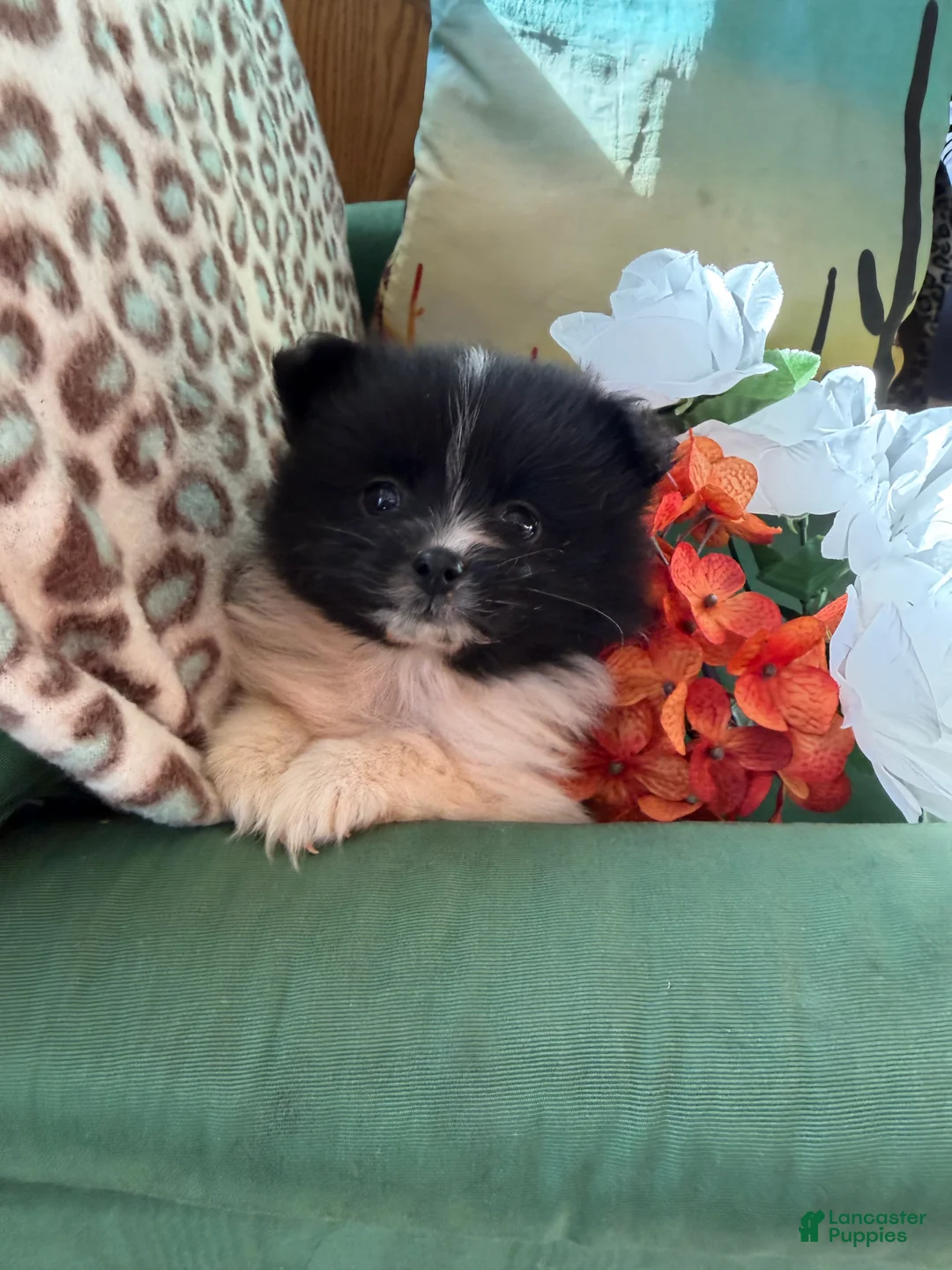 Pomeranian dogs for sale: Pomeranian Puppy 2 - Ad 5