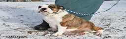 English Bulldog dogs for sale: Sonya - Ad 6