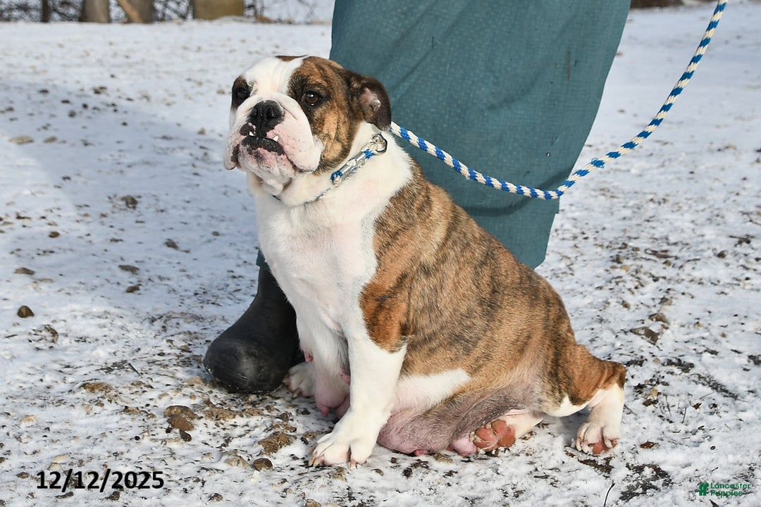 English Bulldog dogs for sale: Sonya - Ad 6