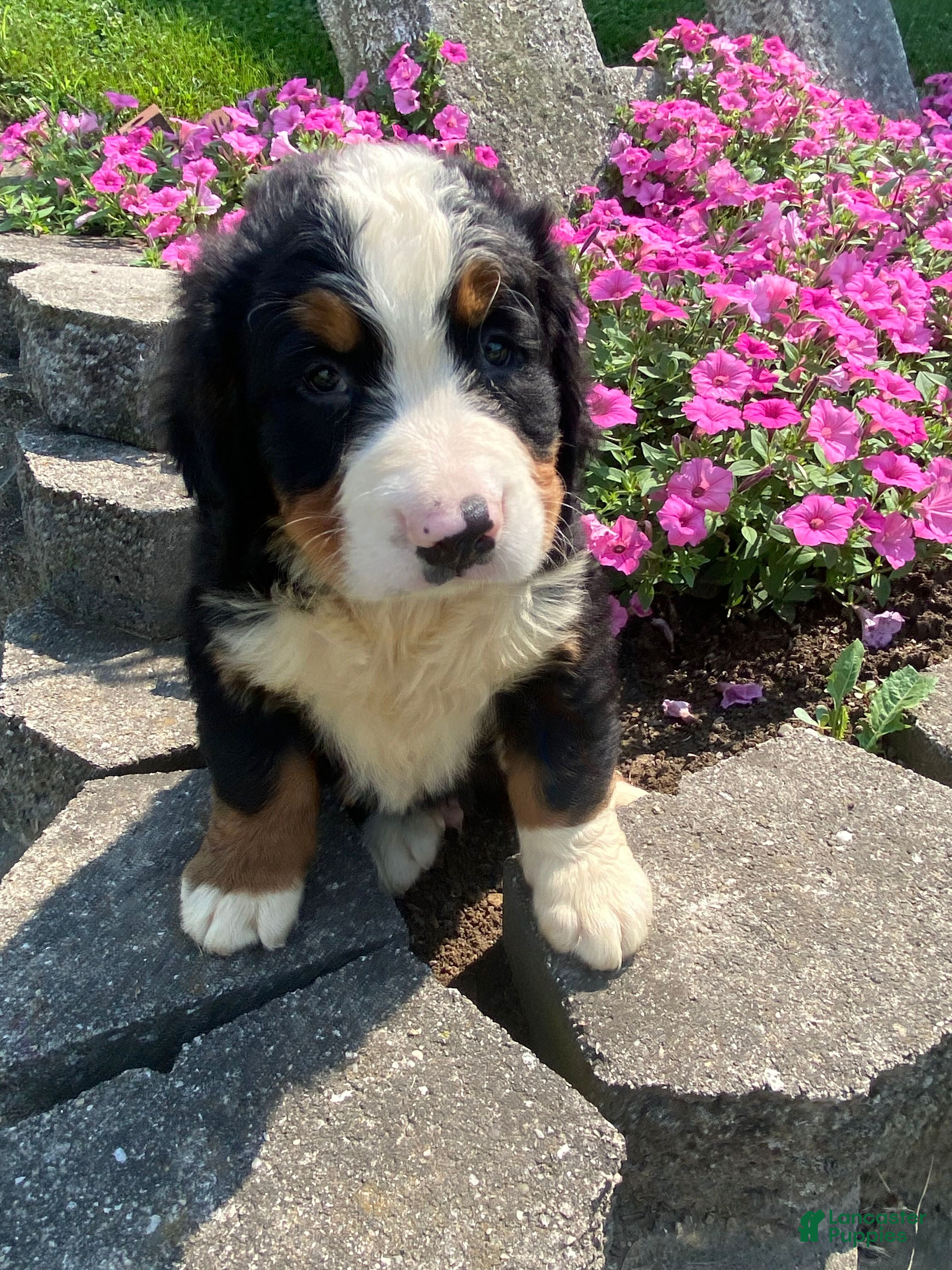 Bernese Mountain Dog dogs Cooper - Ad 1