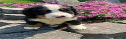 Bernese Mountain Dog dogs for sale: Cooper - Ad 1