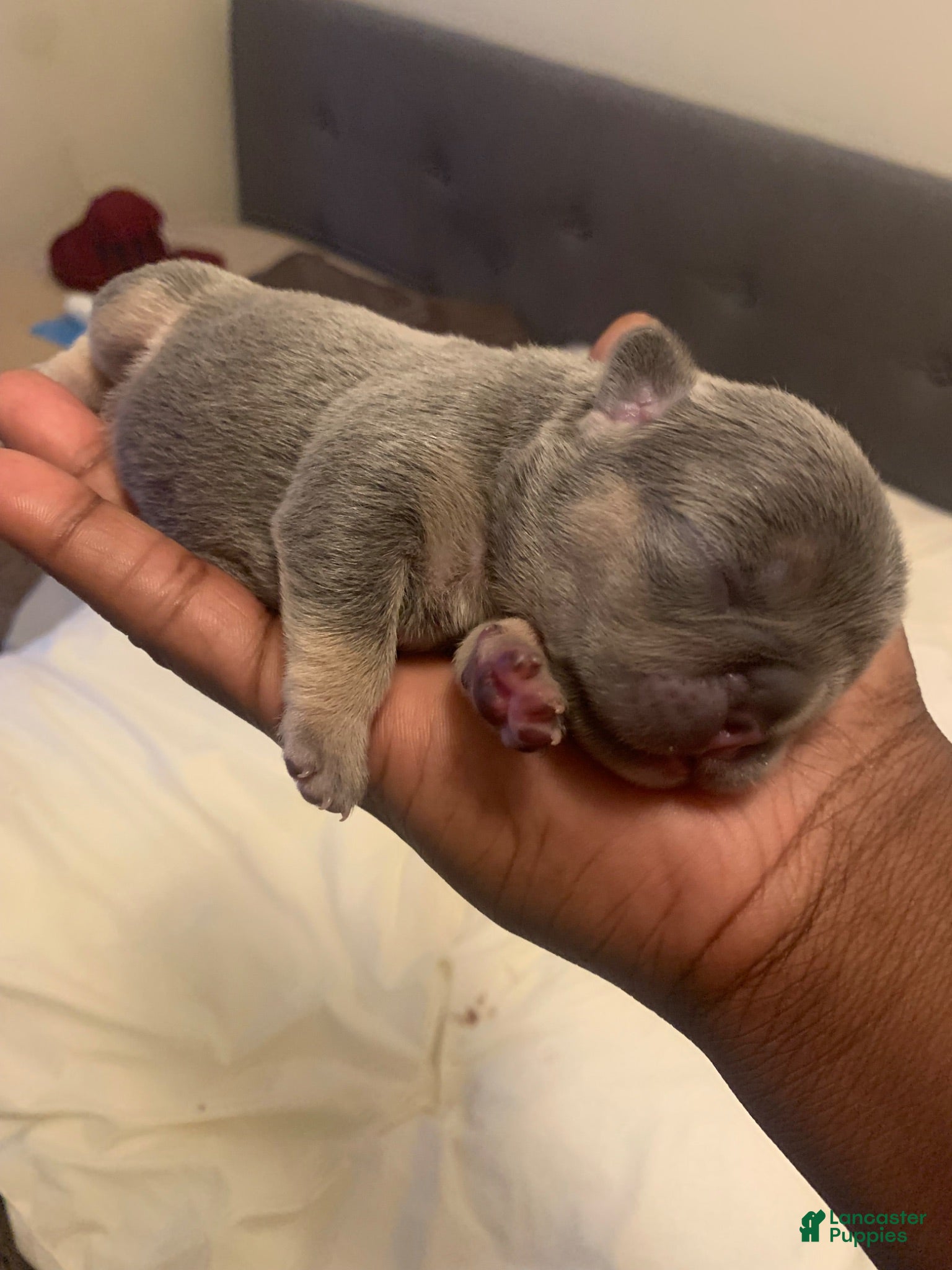 French Bulldog dogs French Bulldog 2 - Ad 38