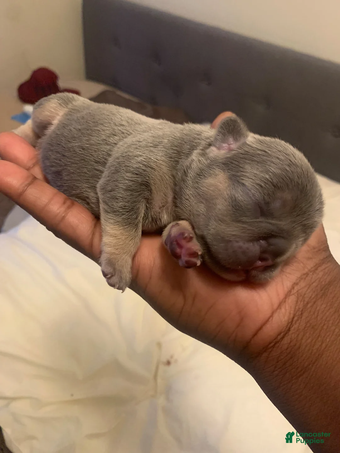 French Bulldog dogs for sale: French Bulldog 2 - Ad 1