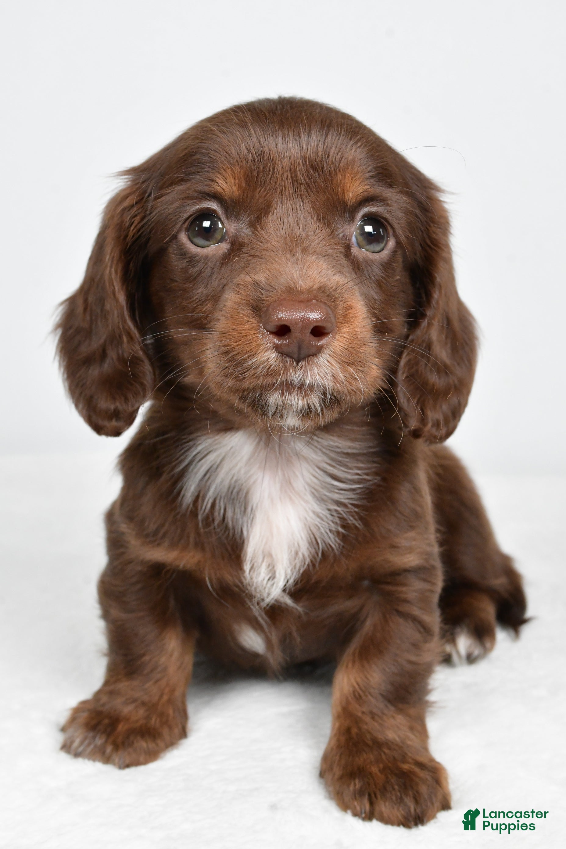 Miniature Dachshund dogs Finley - Ad 2