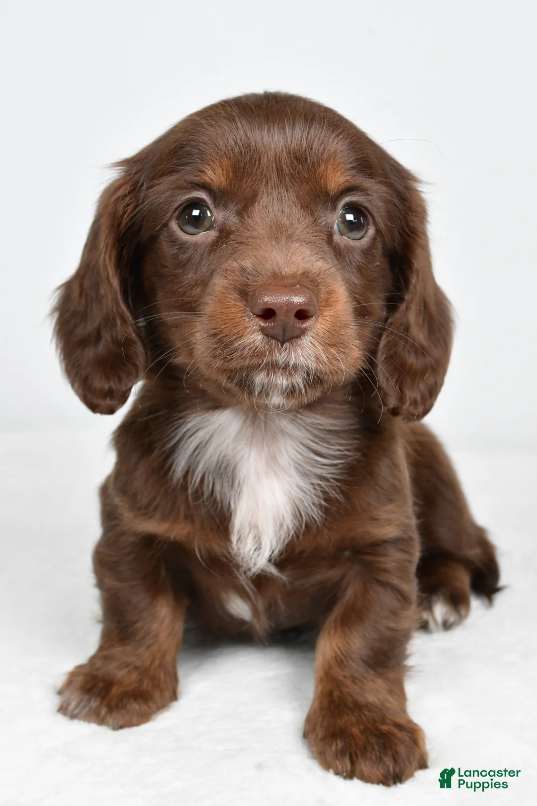 Miniature Dachshund dogs for sale: Finley - Ad 2