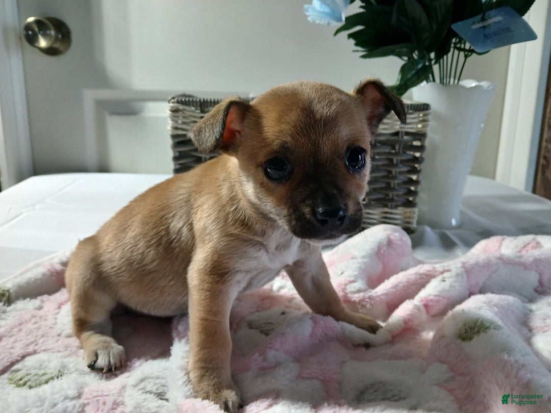Chihuahua dogs for sale: Chihuahua Puppy 2 Marcy - Ad 2