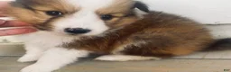 Shetland Sheepdog dogs for sale: Sylvan  - Ad 9