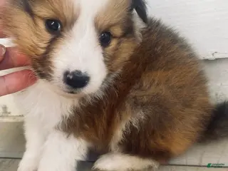 Shetland Sheepdog dogs AKC Sylvan - Ad 21