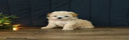 Mixed Breed dogs for sale: Tommy - Ad 5