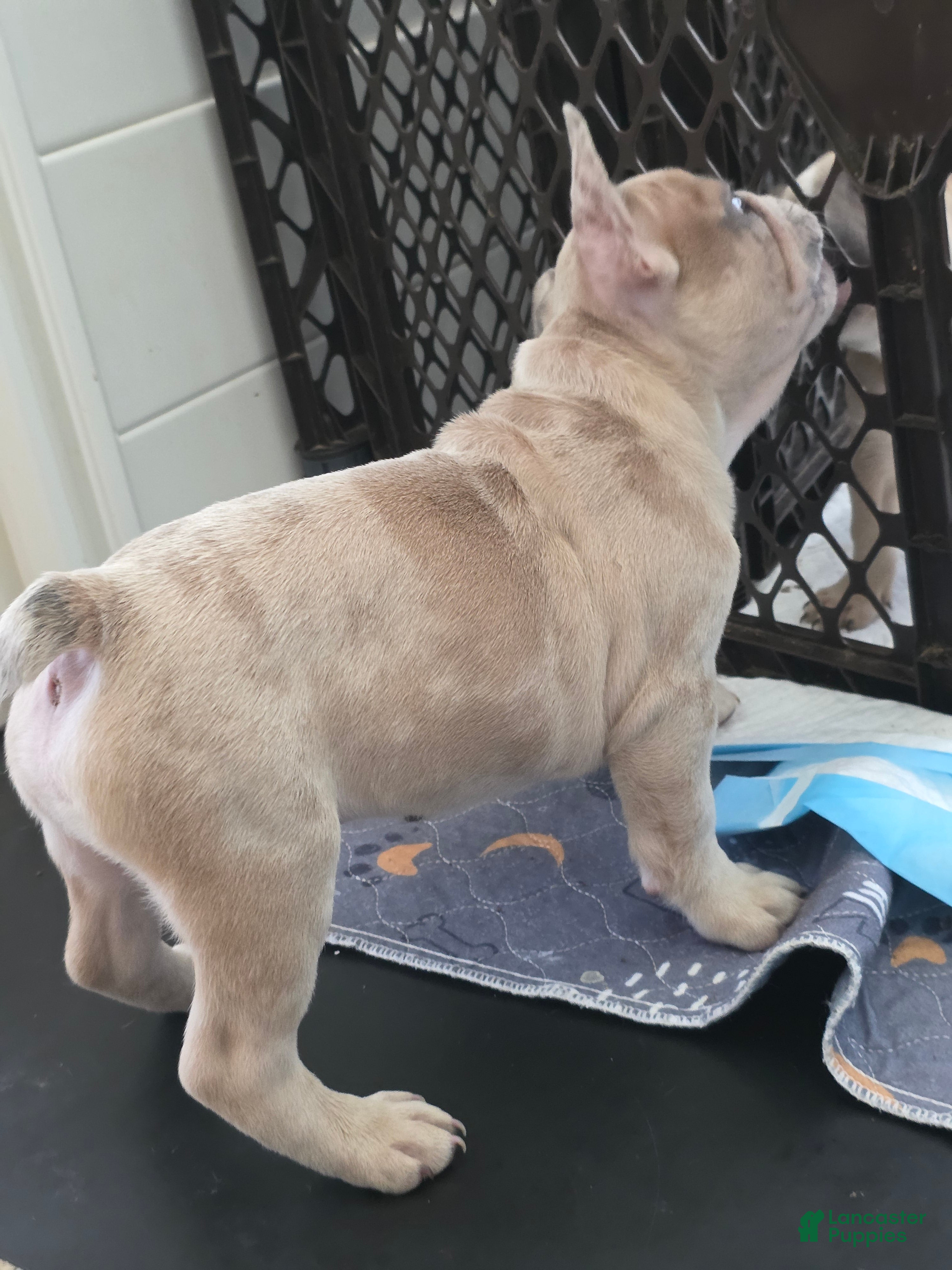French Bulldog dogs Kona - Ad 2
