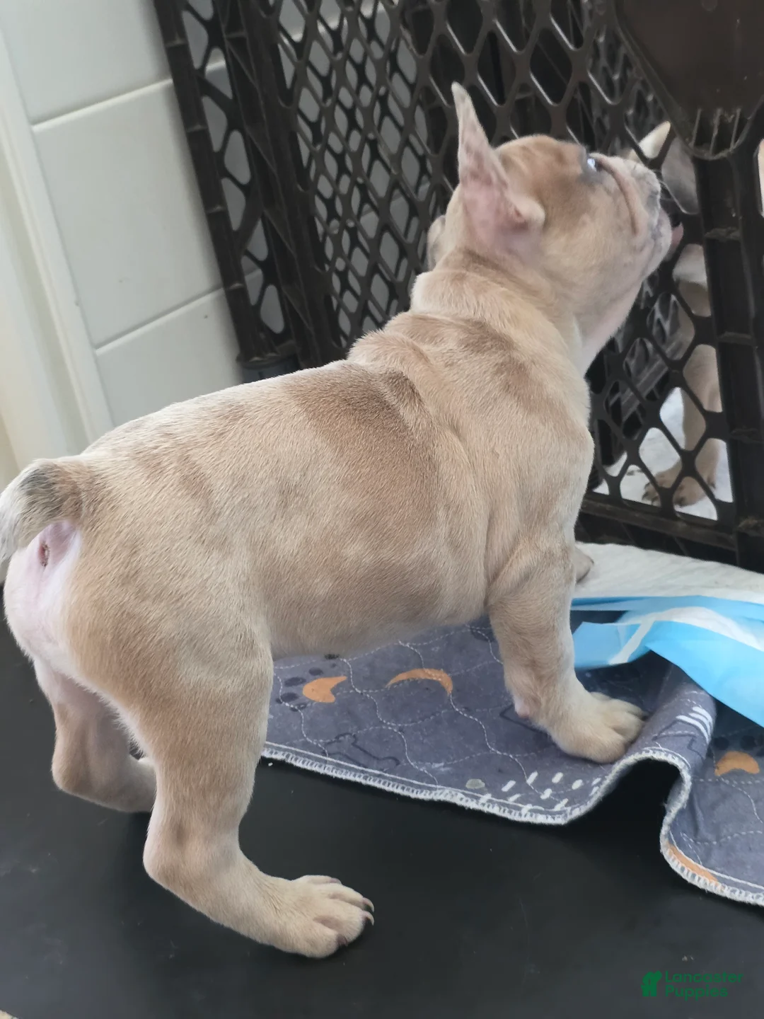 French Bulldog dogs for sale: Kona - Ad 2