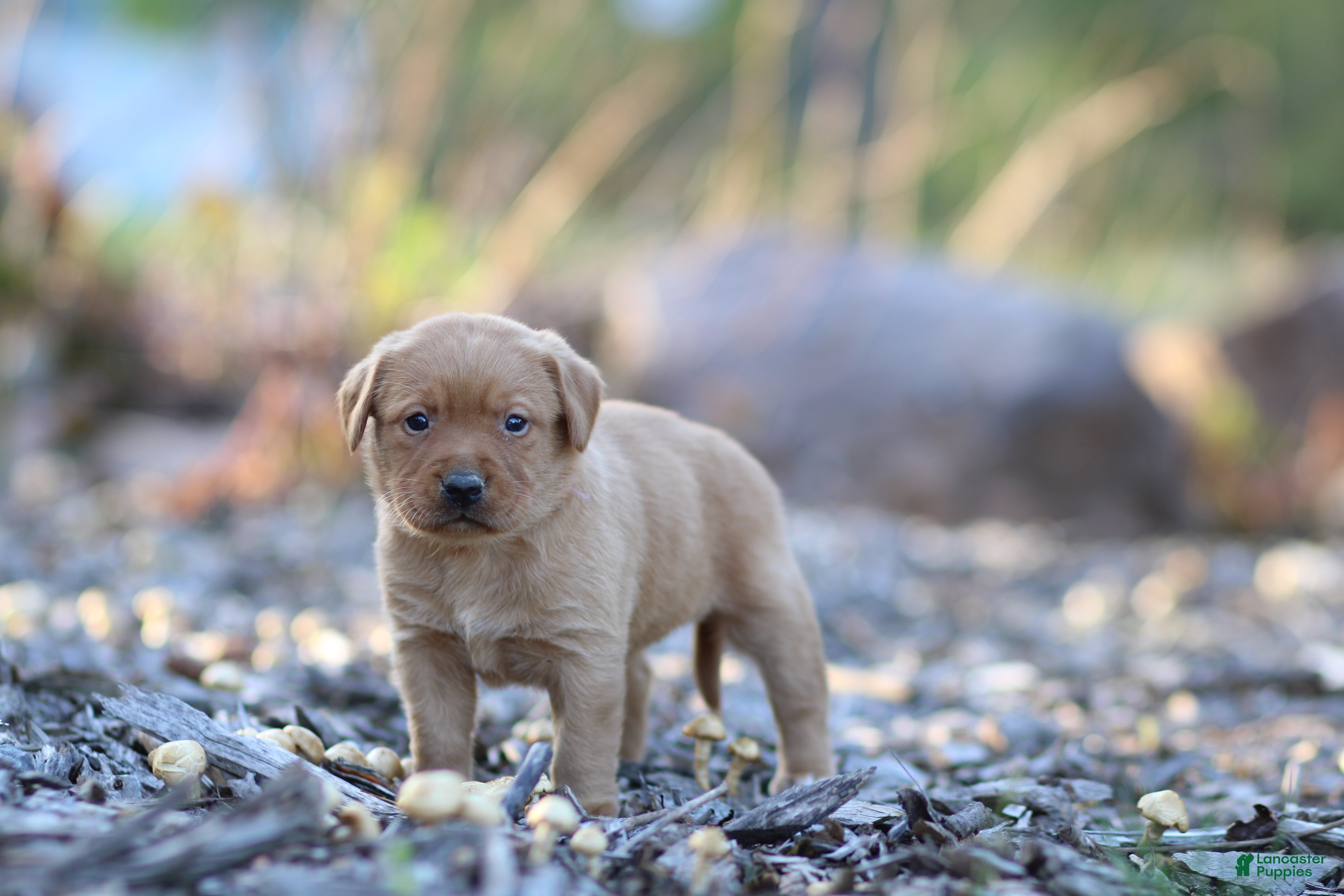 Labrador Retriever dogs Roxy - Ad 1