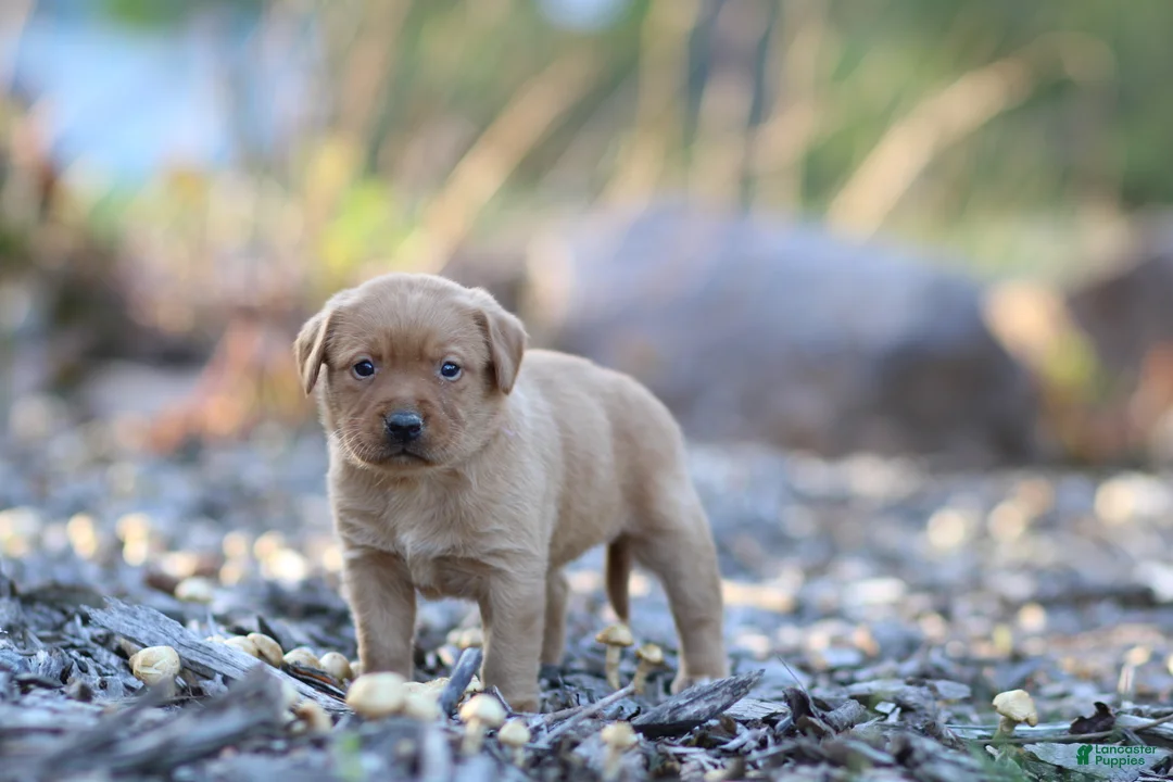 Labrador Retriever dogs for sale: Roxy - Ad 1