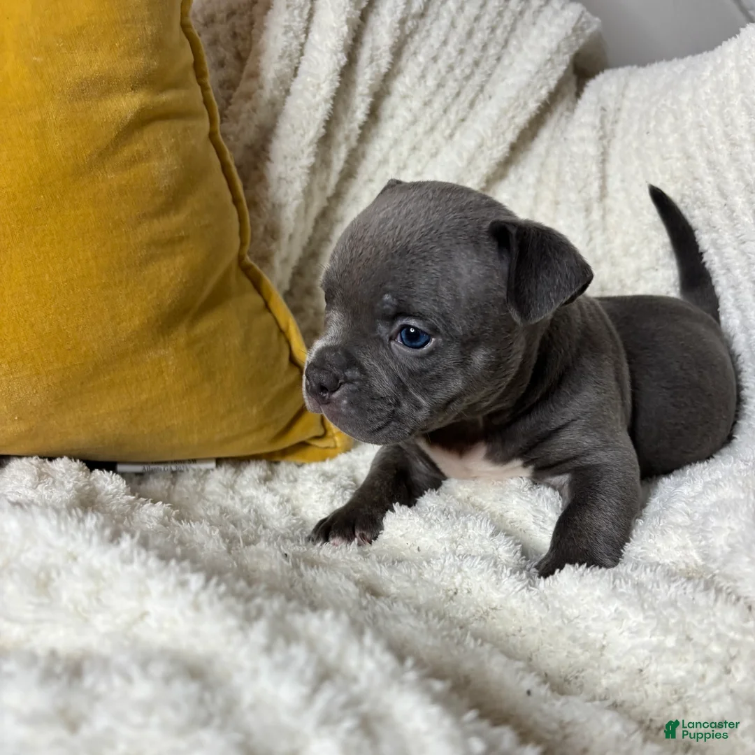 American Bully dogs for sale: Little Bill - Ad 2