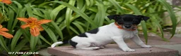 Toy Fox Terrier dogs for sale: Trooper - Ad 3
