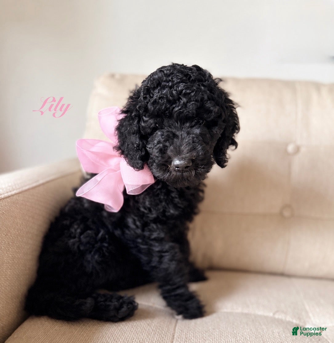 Standard Poodle dogs for sale: Lily  - Ad 29