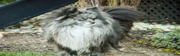 Pomeranian dogs for sale: Bluey Pomeranian  - Ad 9
