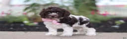 Cockapoo dogs for sale: Aleah - Ad 5