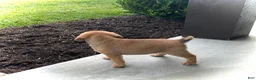 Puggle dogs for sale: Henry - Ad 4