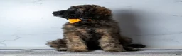 Goldendoodle dogs for sale: Ms. Cappuccino - Chocolate Phantom Merle Goldendoodle - Ad 2