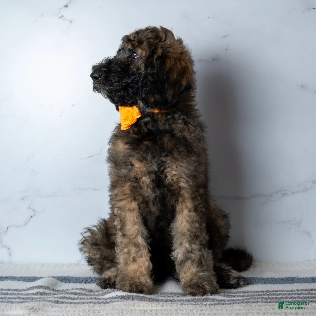 Goldendoodle dogs for sale: Ms. Cappuccino - Chocolate Phantom Merle Goldendoodle - Ad 2