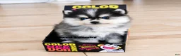 Pomsky dogs for sale: Atlas Micro Pomsky - Ad 5