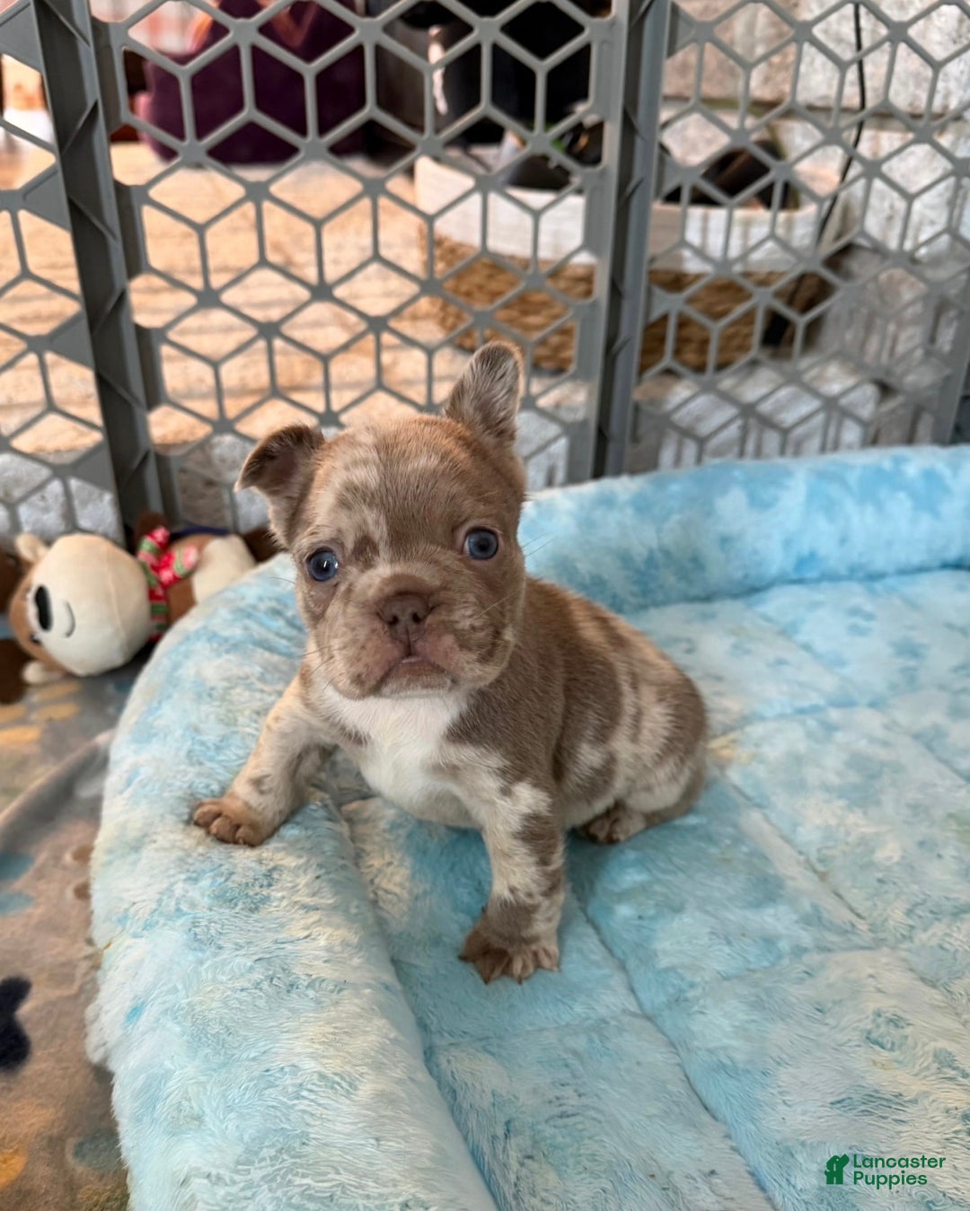French Bulldog dogs for sale: Patch - Ad 1