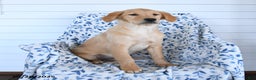 Golden Retriever dogs for sale: Precious - Ad 1