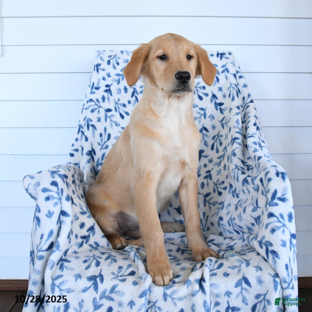 Golden Retriever dogs for sale: Precious - Ad 1