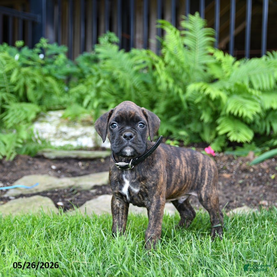 Boxer dogs Blaze - Ad 2