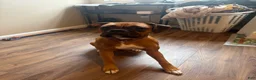 Boxer dogs for sale: Love - Ad 2