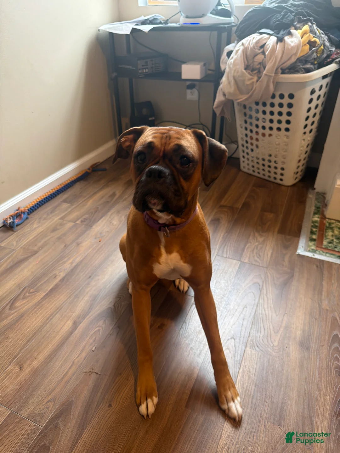 Boxer dogs for sale: Love - Ad 2