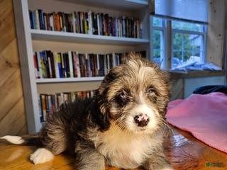 Mixed Breed dogs Cloud - Ad 20