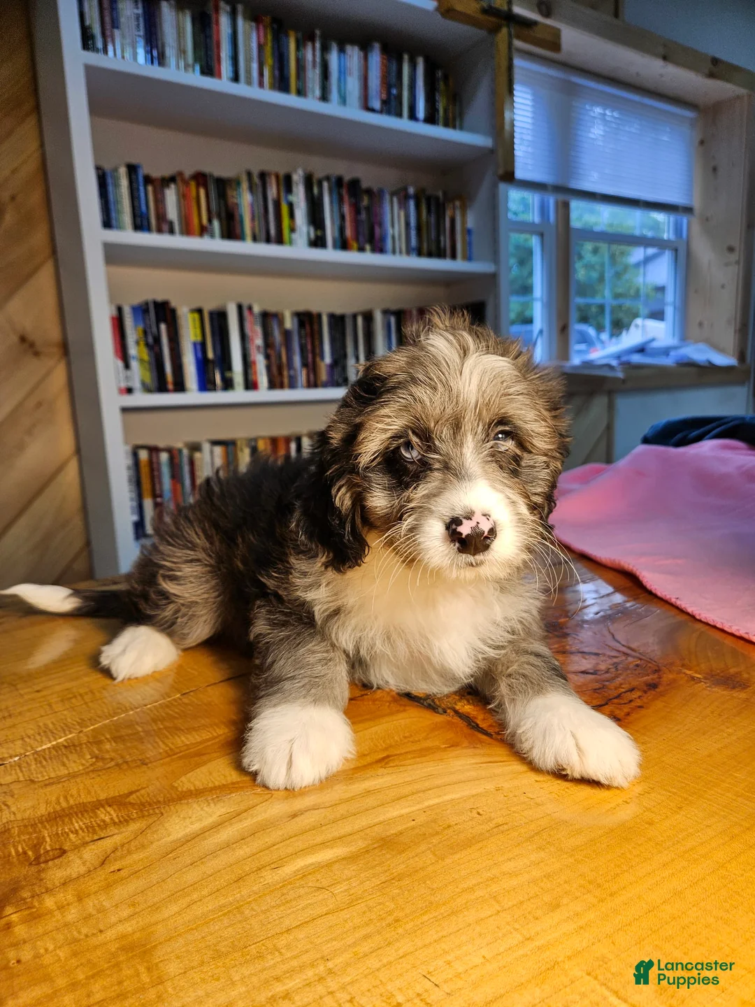 Mixed Breed dogs for sale: Cloud - Ad 1