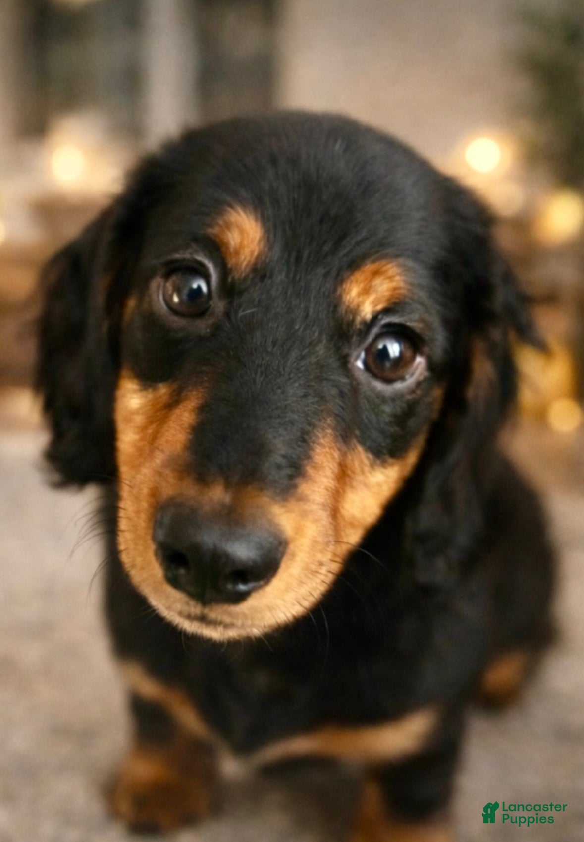 Miniature Dachshund dogs Miss Scarlett - Ad 1