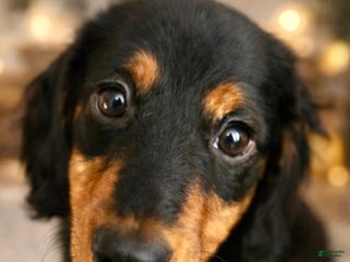 Miniature Dachshund dogs Miss Scarlett - Ad 1