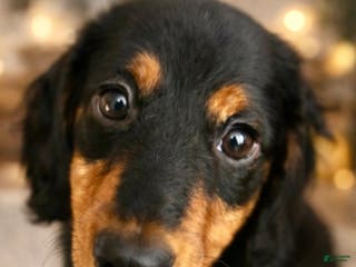 Miniature Dachshund dogs Miss Scarlett - Ad 19