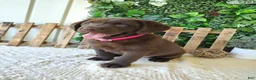 Labrador Retriever dogs for sale: Iris - Ad 4