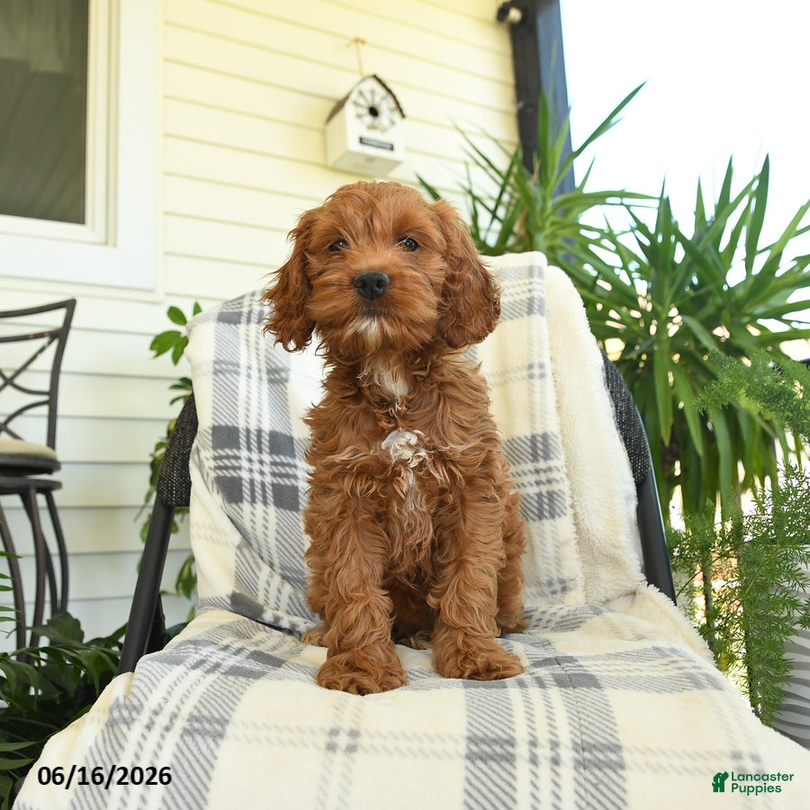 Cockapoo dogs Willow - Ad 1